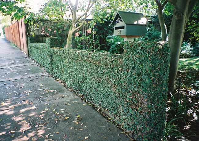 artarmon-fence-ivy-uf.jpg