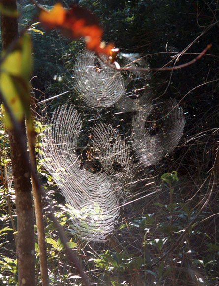 castlecrag-spider-webs-n.jpg