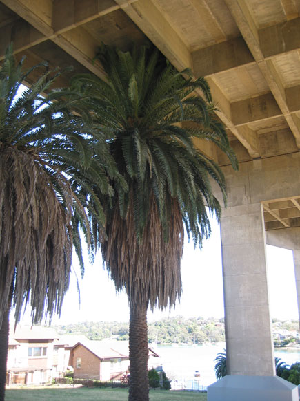 drummoyne-palm-tree-under-bridge-w.jpg