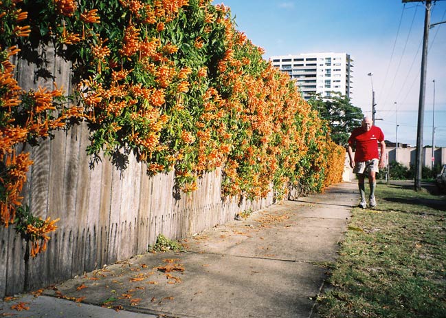 kensington-fence-orange-flowers-uf.jpg
