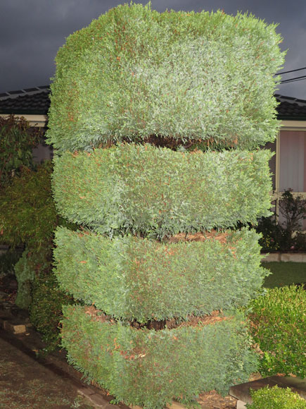 milperra-tiered-shrubs-1-w.jpg