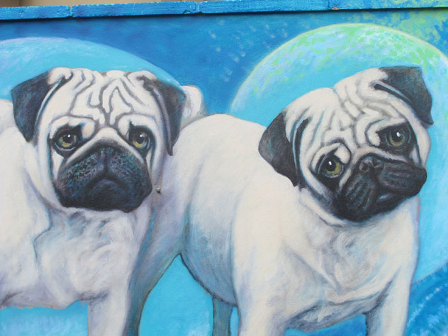 narraweena-paintings-vet-bulldogs-up.jpg