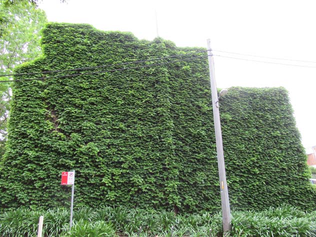 north-sydney-house-walls-green-2-uh.jpg