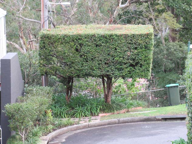 northwood-cube-tree-ush.jpg