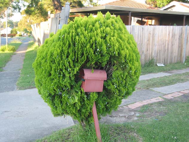 shalvey-bush-mailbox-um.jpg