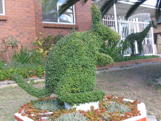 st-johns-park-garden-kangaroo-joey-bush-ush.jpg
