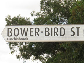 street-themes-birds-bower-bird-kbrd.jpg