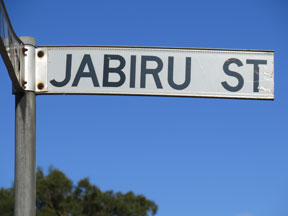 street-themes-birds-jabiru-kbrd.jpg