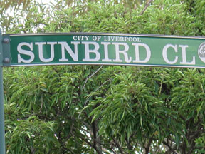 street-themes-birds-sunbird-kbrd.jpg