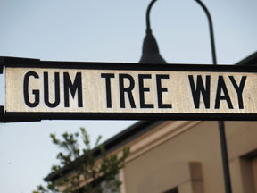 street-themes-shrubs-gum-tree-kshr.jpg