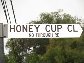 street-themes-shrubs-honey-cup-kshr.jpg
