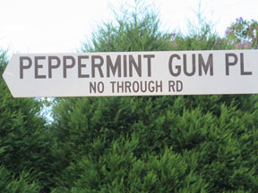 street-themes-shrubs-peppermint-gum-kshr.jpg