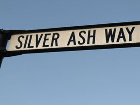 street-themes-shrubs-silver-ash-kshr.jpg