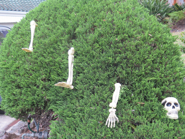 sylvania-skeleton-garden-1-xg.jpg