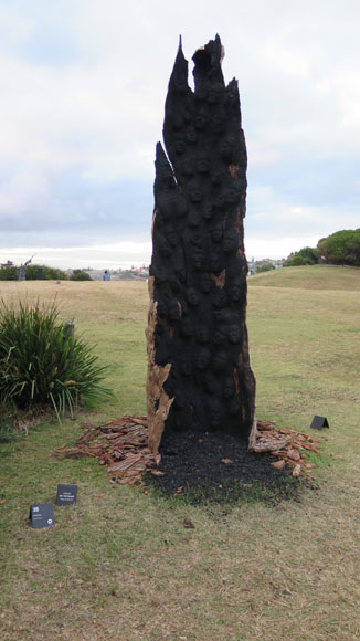 tamarama-sculpture-15-burnt-tree-faces-1-usc.jpg