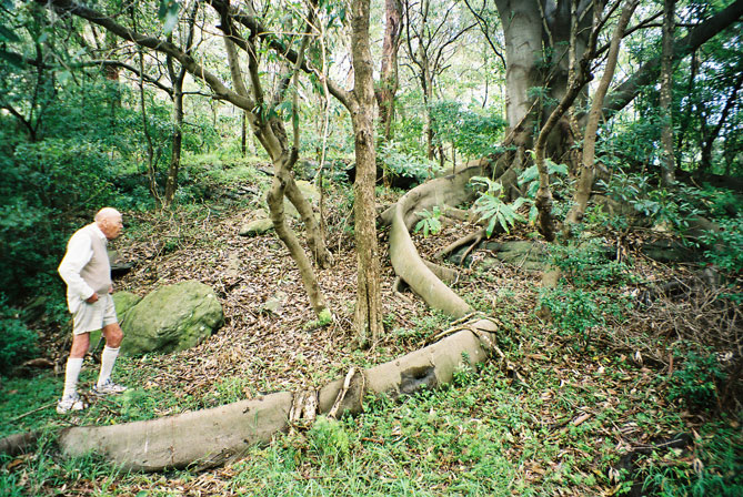 vaucluse-tree-roots